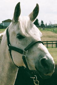 Reading to a special horse