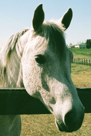 Reading to a special horse