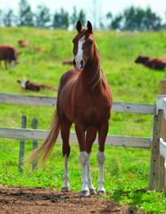 Reading to a special horse