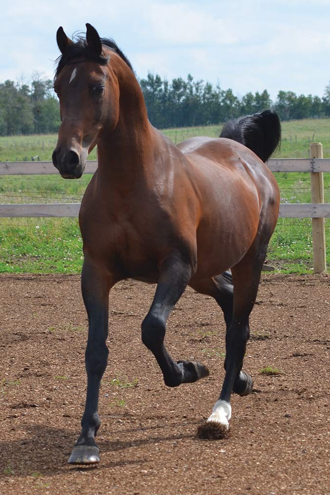 Arabian Horse Reading Literacy Project